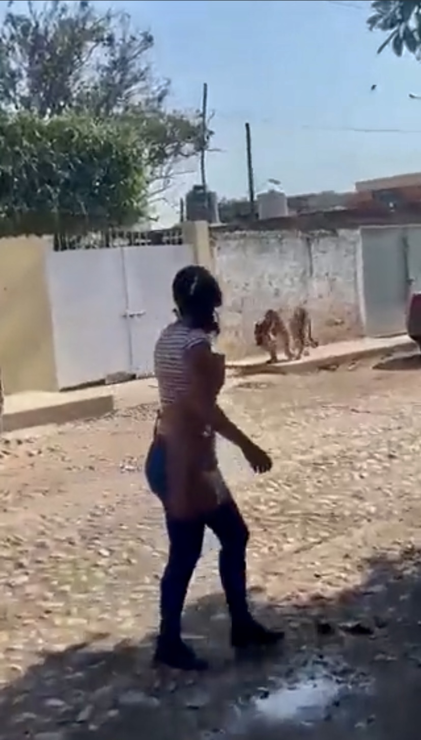 Captan a tigre de bengala deambulando por calles de Nayarit