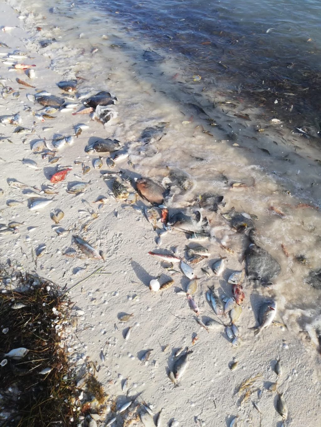 Marea Roja en Yucatán, bajo monitoreo del Comité Interinstitucional formado por autoridades estatales y federales