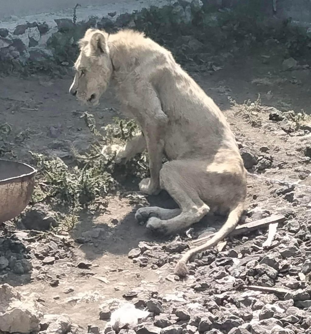 Hallan un león desnutrido en una vivienda de Chalco cuando  buscaban a una persona desaparecida 