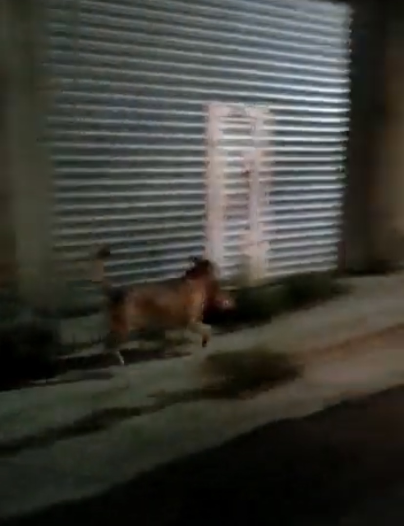 Captan a un perro llevando una cabeza de un hombre en Zacatecas 