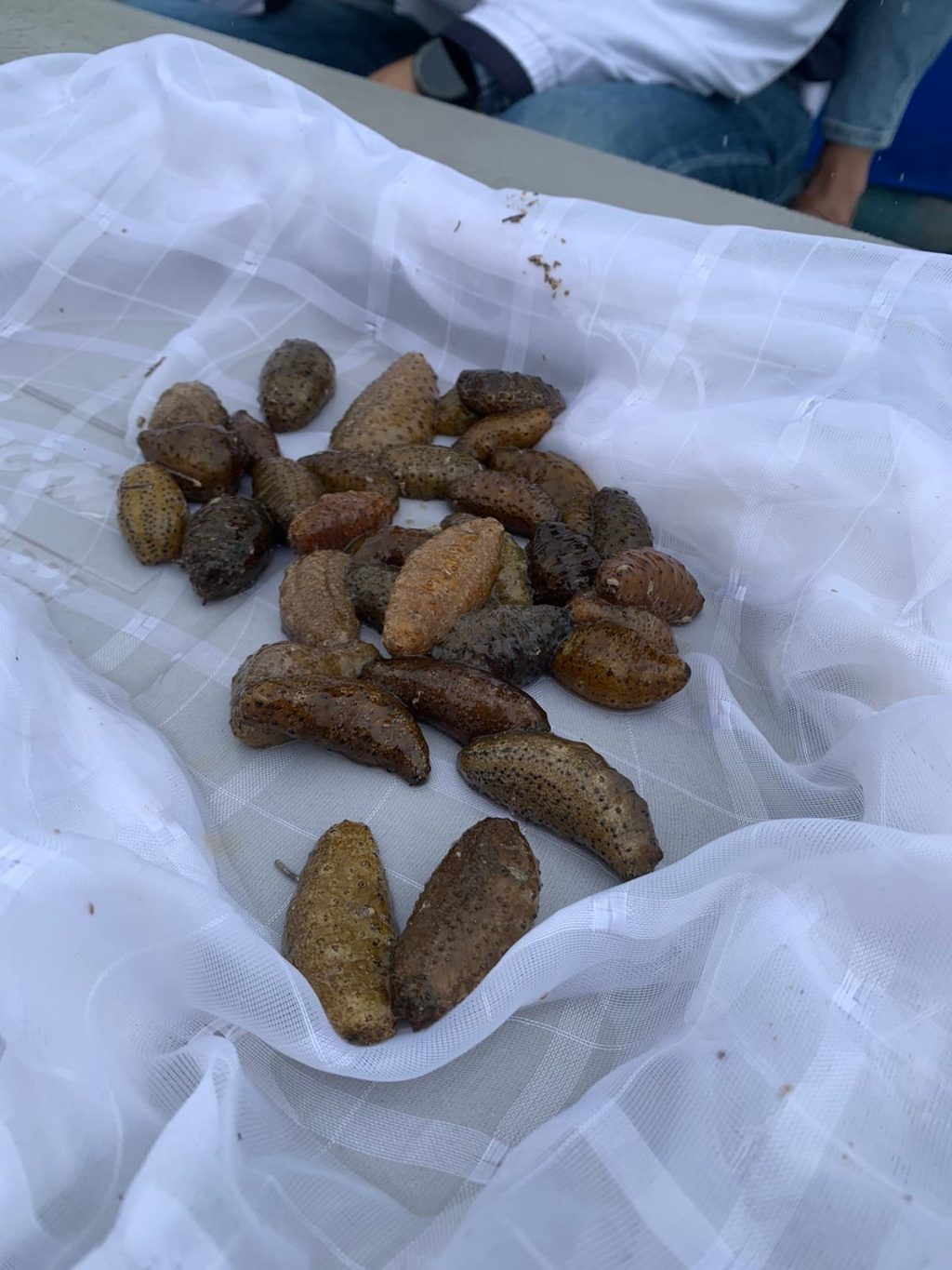 Gobierno del Estado, iniciativa privada y pescadores impulsan el desarrollo sostenible del sector acuícola