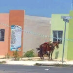 Causa indignación caballo amarrado bajo el intenso sol y calor