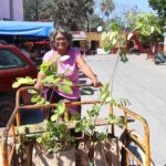 Impulsan producción apícola y restauración ambiental en Tekantó
