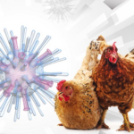 OMS confirma contagio de influenza aviar en viajero procedente de Senegal