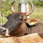 Yucatán avanza en repoblamiento ganadero con inseminación artificial