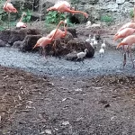 Flamencos nacen en el Zoológico del Bicentenario Animaya