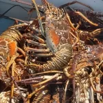 Inicia temporada de captura de langosta en Yucatán con llamado a la pesca responsable