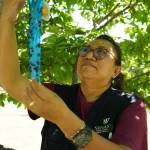Opera segunda fase del plan contra el gusano barrenador en Yucatán