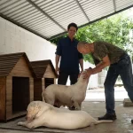 UMABA trabaja en una ruta para que perros de la Bojórquez puedan regresar con su propietario